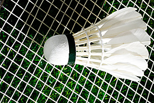 仅为年轻球 仅为年轻球