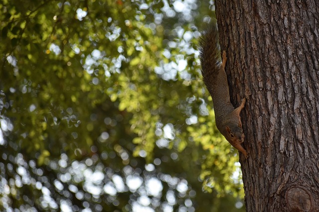 在今后的比 在今后的比
